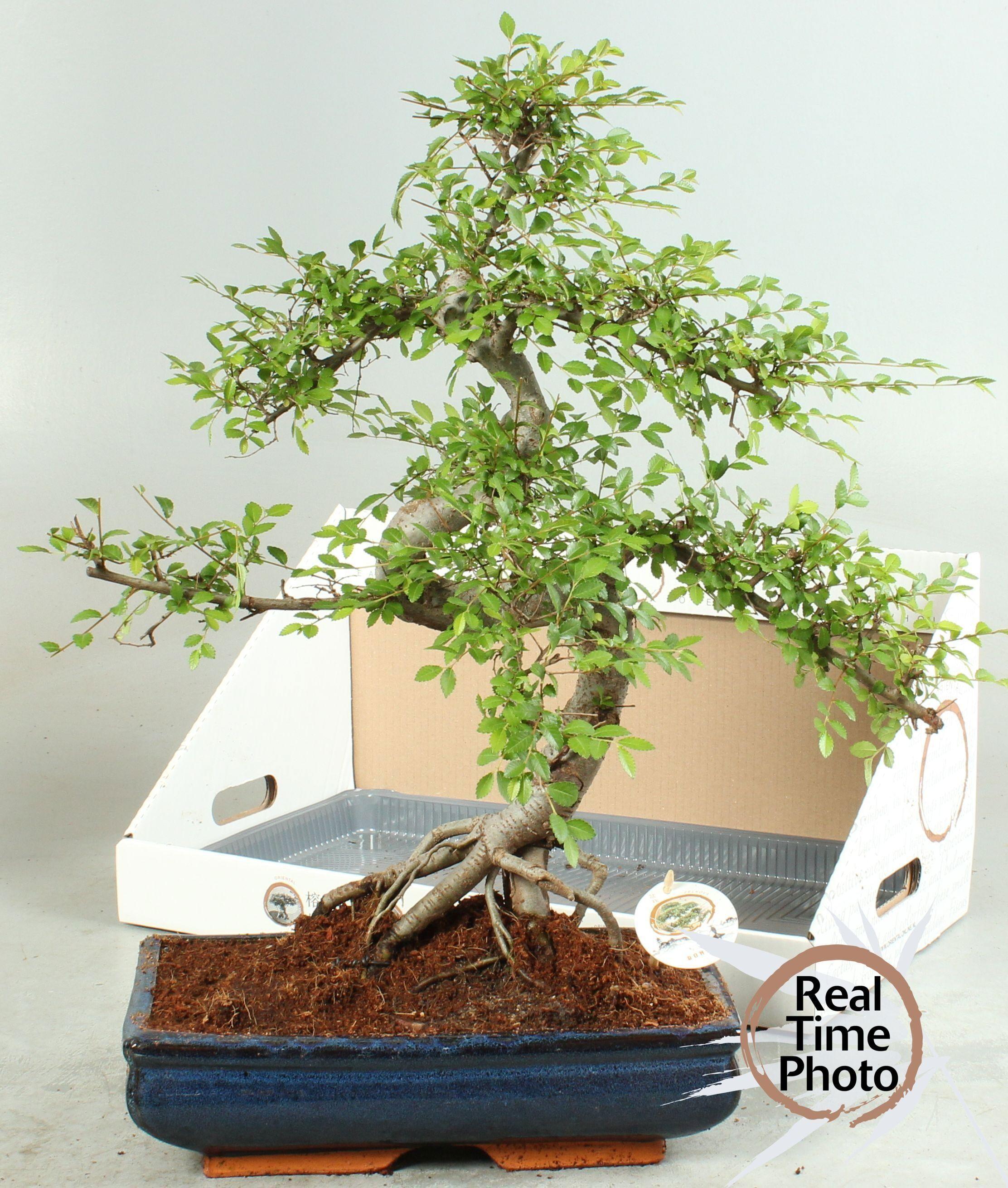 Горшечные цветы и растения оптом Bonsai Gem от 1шт из Голландии с доставкой по России