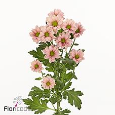 Срезанные цветы оптом Chrys sa babette smokey от 225шт из Голландии с доставкой по России