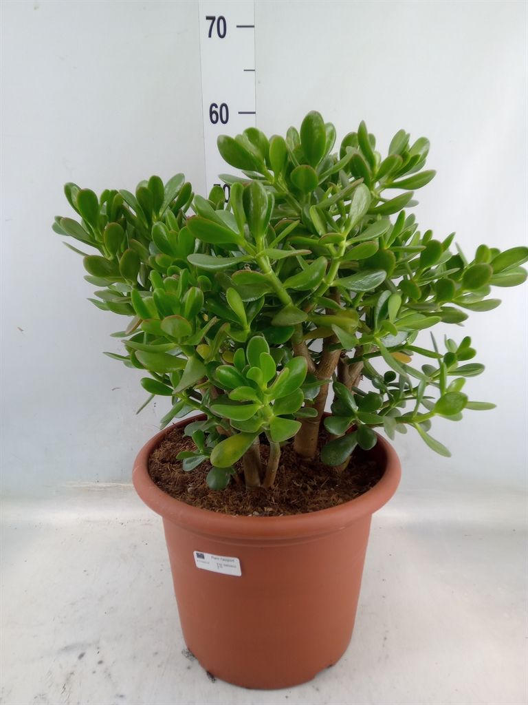 Горшечные цветы и растения оптом Crassula Ovata от 2шт из Голландии с доставкой по России