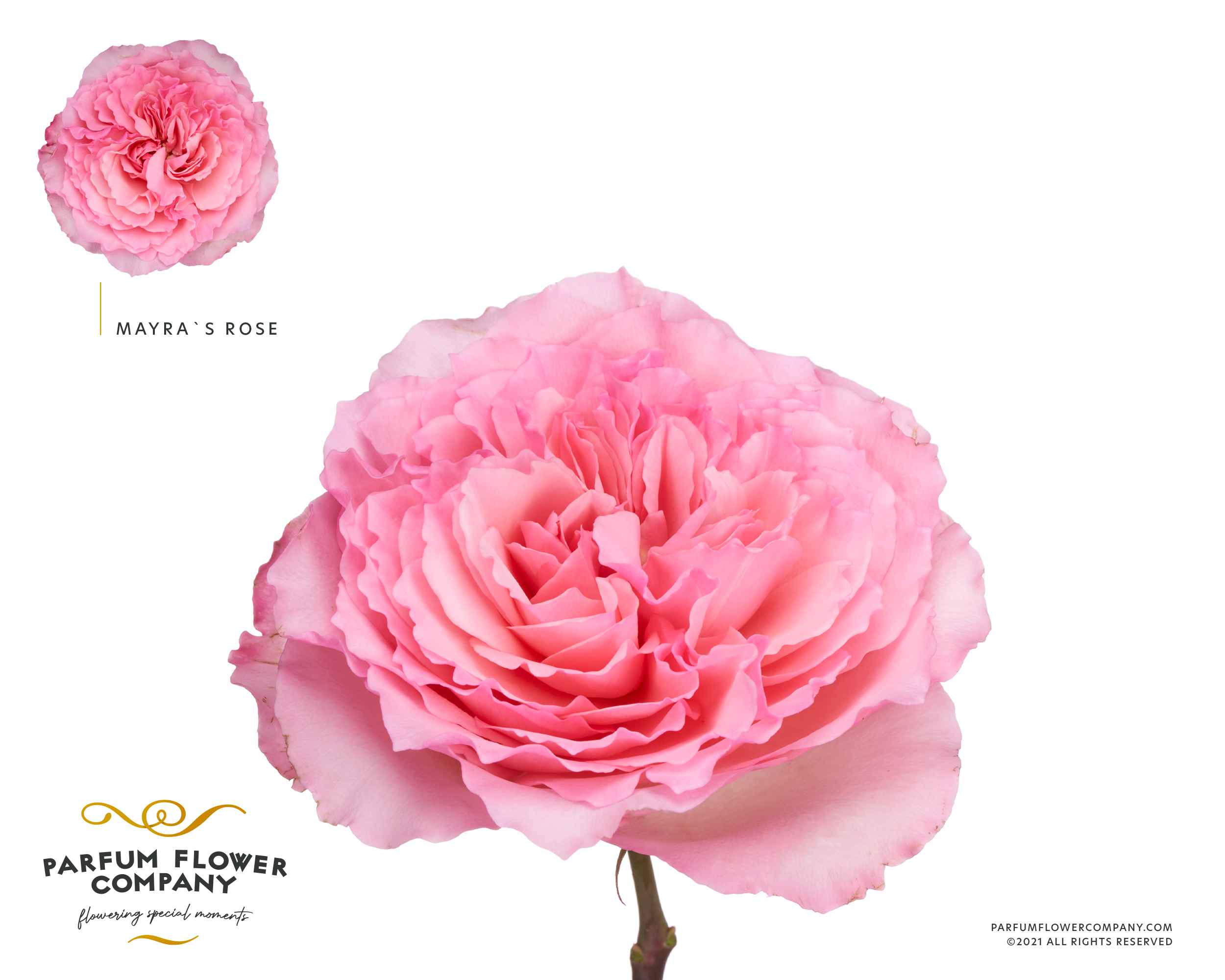 Срезанные цветы оптом Rosa la garden mayra rose от 24шт из Голландии с доставкой по России