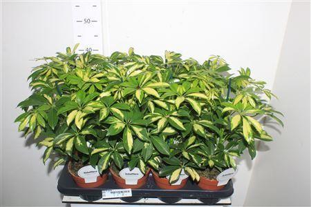 Горшечные цветы и растения оптом Schef Ar Gerda от 8шт из Голландии с доставкой по России