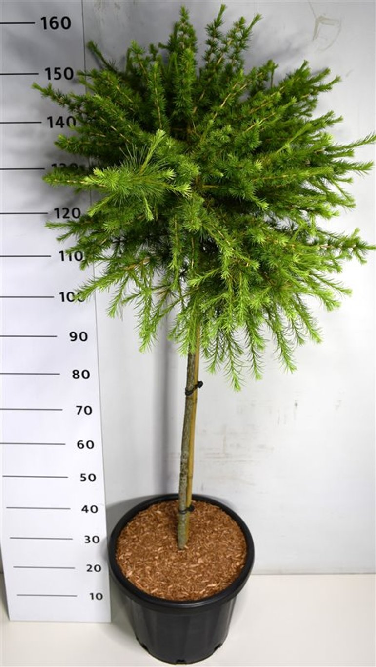 Горшечные цветы и растения оптом Larix Lar Arethusa Bog On Stem от 1шт из Голландии с доставкой по России