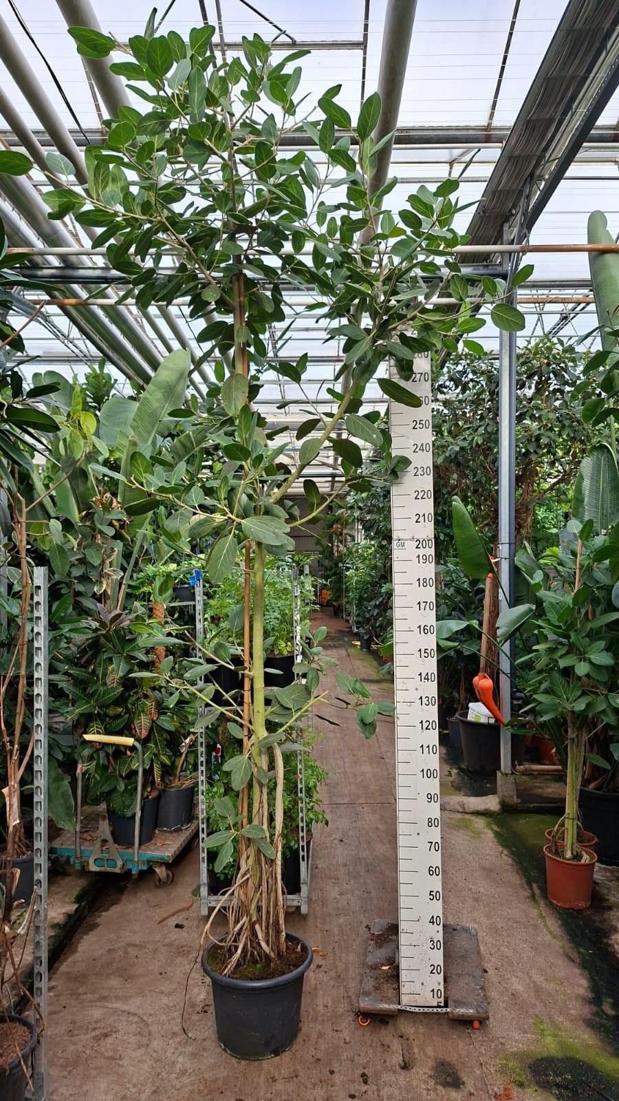 Горшечные цветы и растения оптом Ficus Benghalensis Audry Airroots Xl 350 от 1шт из Голландии с доставкой по России