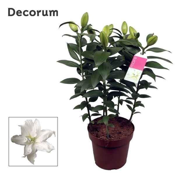 Горшечные цветы и растения оптом Lilium Or Roselily Zeta 5pp (decorum) от 5шт из Голландии с доставкой по России