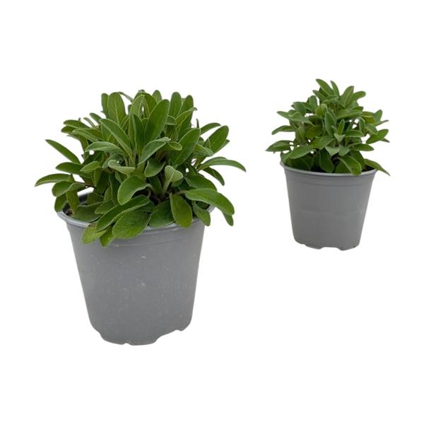 Горшечные цветы и растения оптом Salvia Officinalis от 8шт из Голландии с доставкой по России