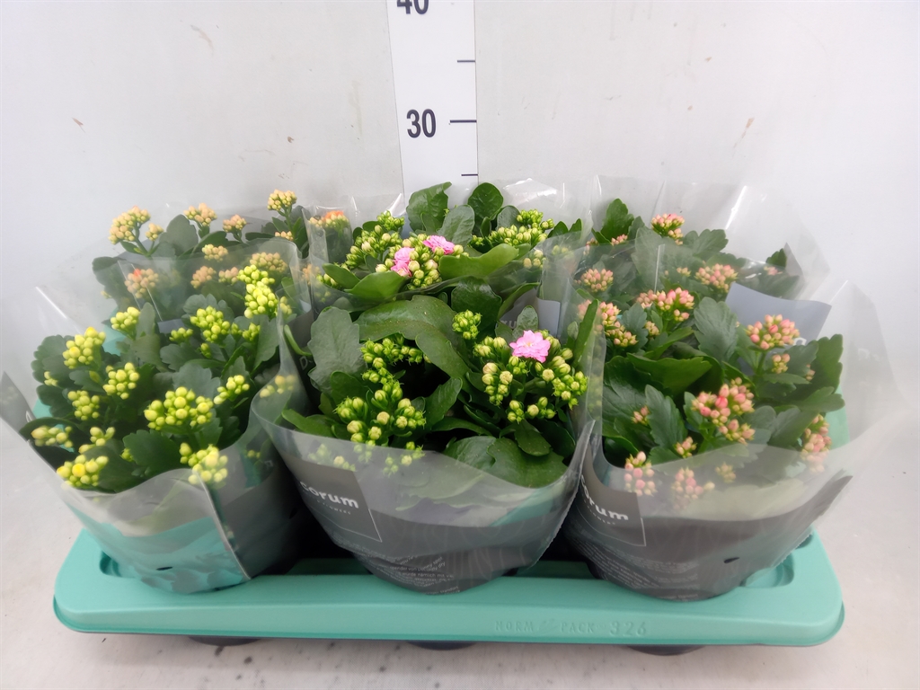 Горшечные цветы и растения оптом Kalanchoe Blos.   ..rosebud Mix  4 от 6шт из Голландии с доставкой по России