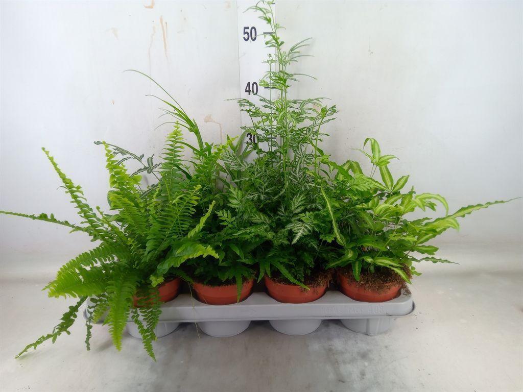 Горшечные цветы и растения оптом Ferns   ...mix от 8шт из Голландии с доставкой по России