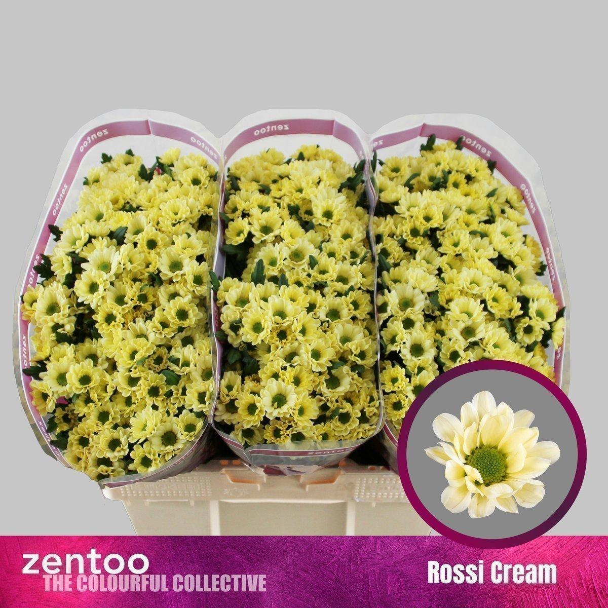Срезанные цветы оптом Chrys sa rossi cream от 75шт из Голландии с доставкой по России