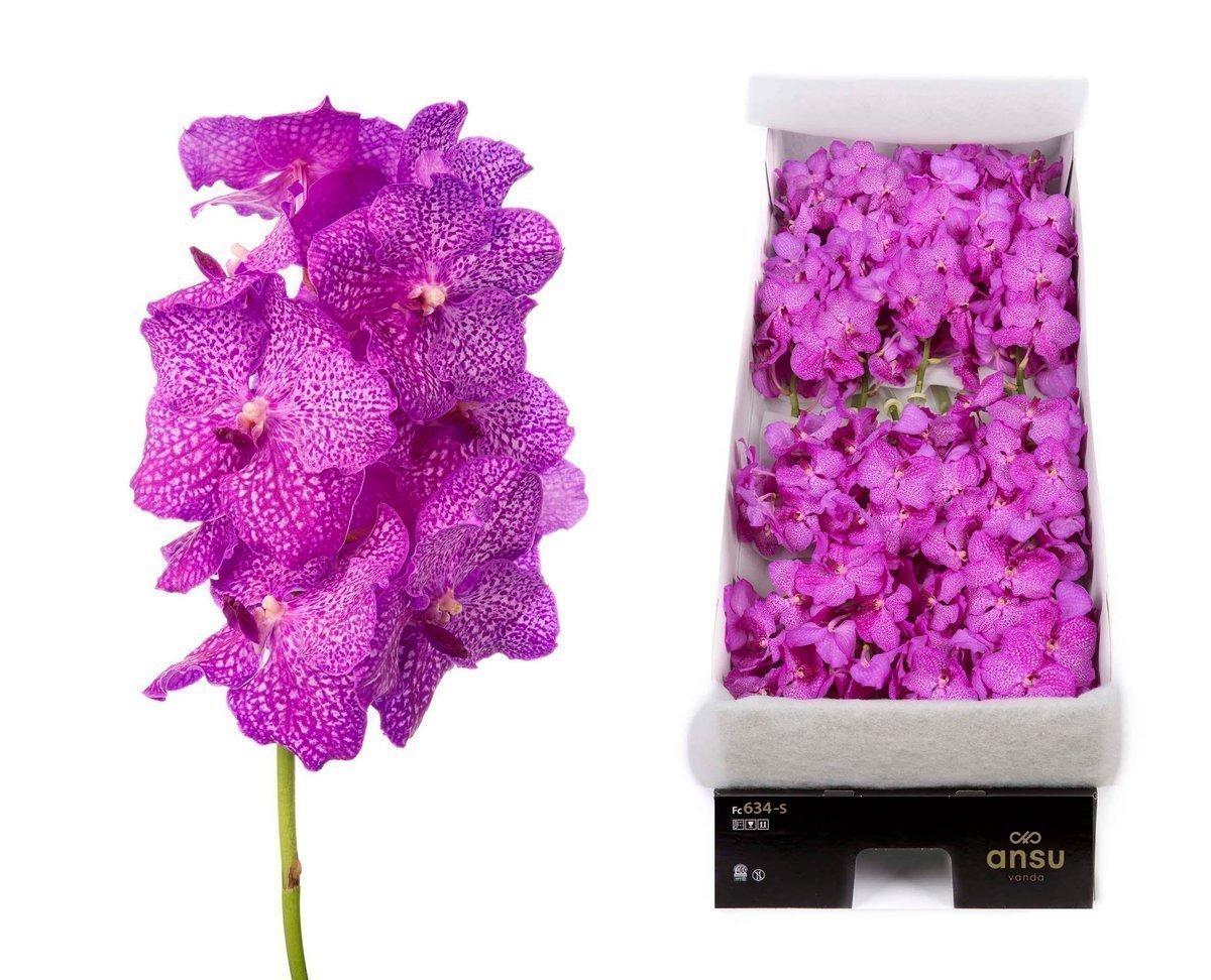 Срезанные цветы оптом Vanda nitaya rosy per stem от 16шт из Голландии с доставкой по России