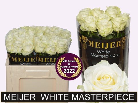 Срезанные цветы оптом Rosa large avalanche+ Meijer White Masterpiece от 50шт из Голландии с доставкой по России