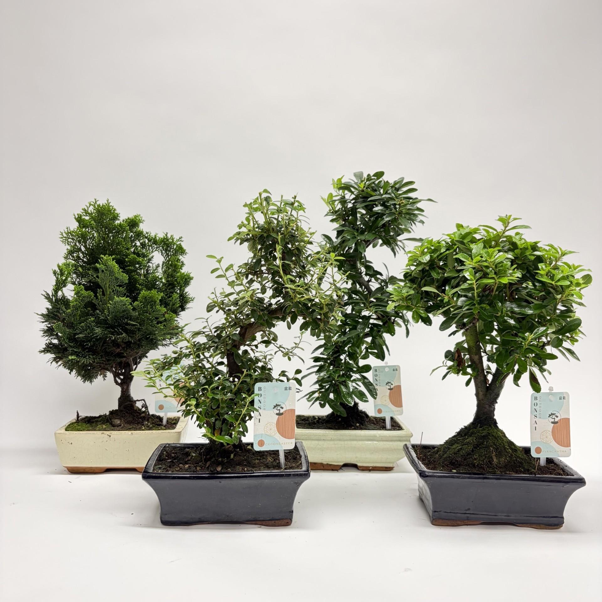Горшечные цветы и растения оптом Bonsai Mix Mediterranean от 5шт из Голландии с доставкой по России