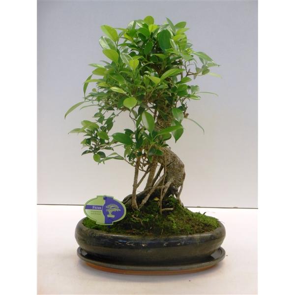 Горшечные цветы и растения оптом Bonsai Ficus Retusa Shape With Drip Tray от 2шт из Голландии с доставкой по России