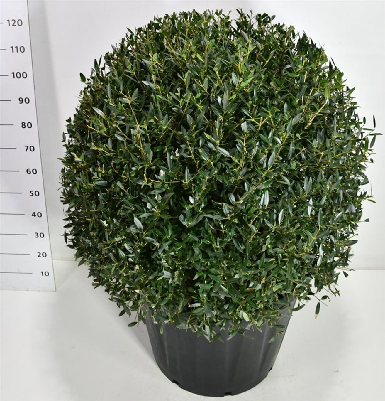 Горшечные цветы и растения оптом Phillyrea Angustifolia от 1шт из Голландии с доставкой по России