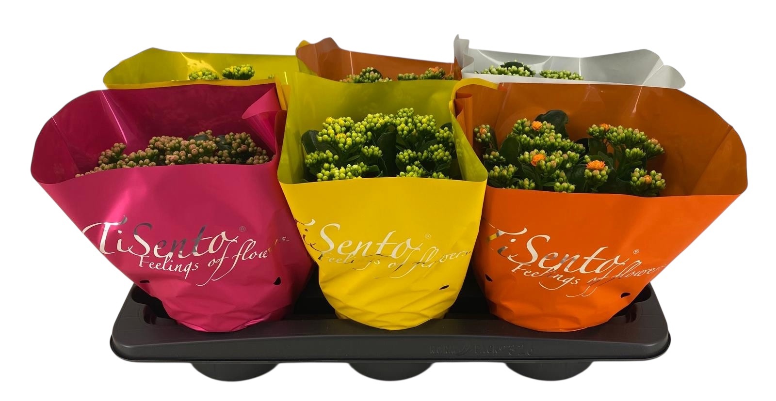 Горшечные цветы и растения оптом Kal Ge Gem от 6шт из Голландии с доставкой по России