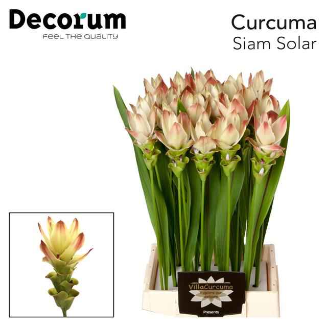 Срезанные цветы оптом Curcuma siam solar от 16шт из Голландии с доставкой по России