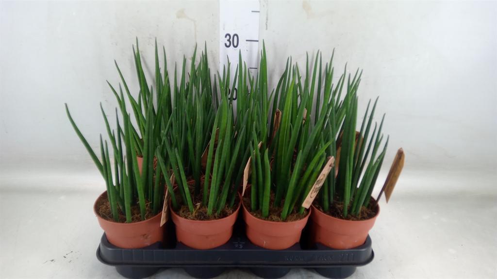 Горшечные цветы и растения оптом Sansevieria Bacularis от 11шт из Голландии с доставкой по России