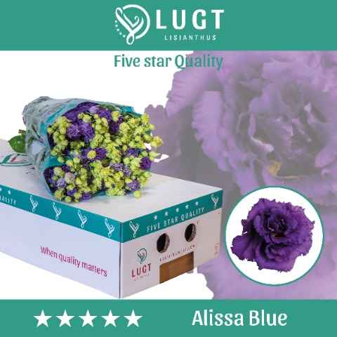 Срезанные цветы оптом Lisianthus do alissa blue от 140шт из Голландии с доставкой по России