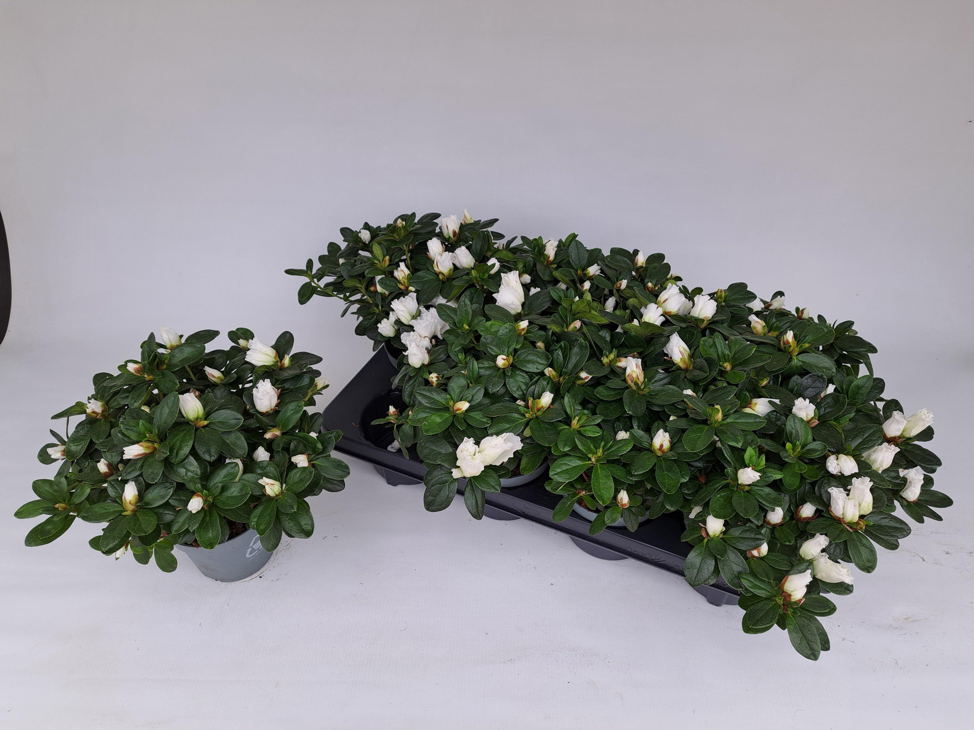 Горшечные цветы и растения оптом Rhododendron Sim. Vogel White от 8шт из Голландии с доставкой по России