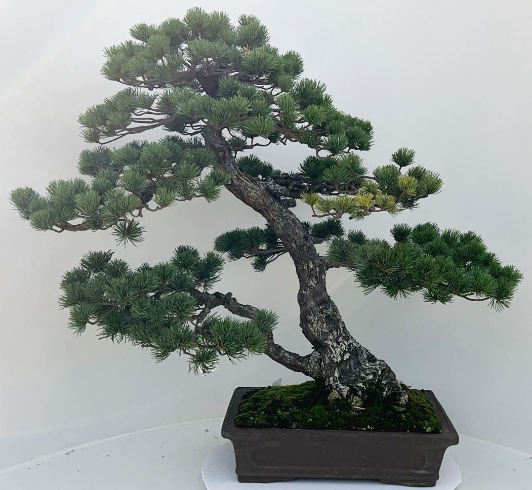 Горшечные цветы и растения оптом Bonsai Pinus Parviflora от 1шт из Голландии с доставкой по России