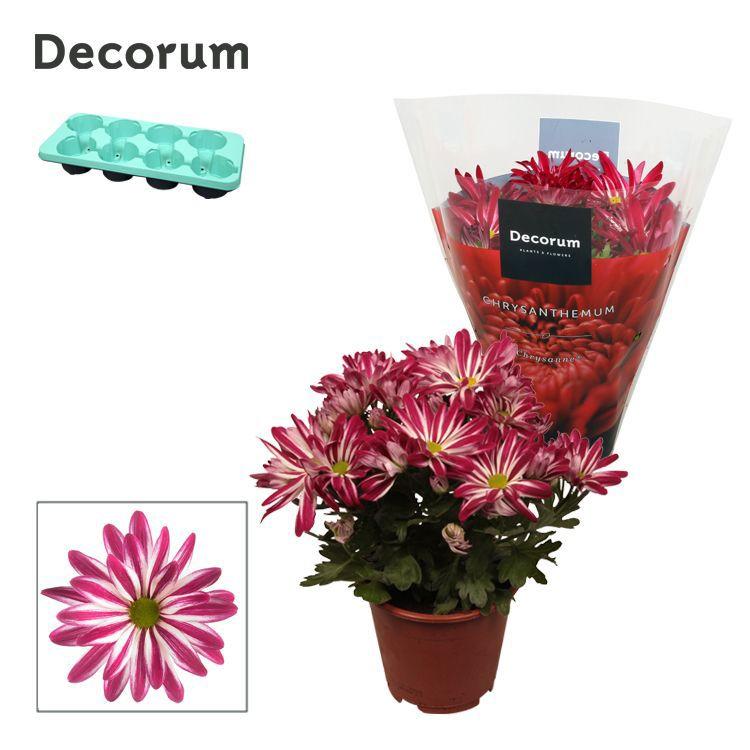 Горшечные цветы и растения оптом Chrys Margarita Bicolor Candy (decorum) от 8шт из Голландии с доставкой по России