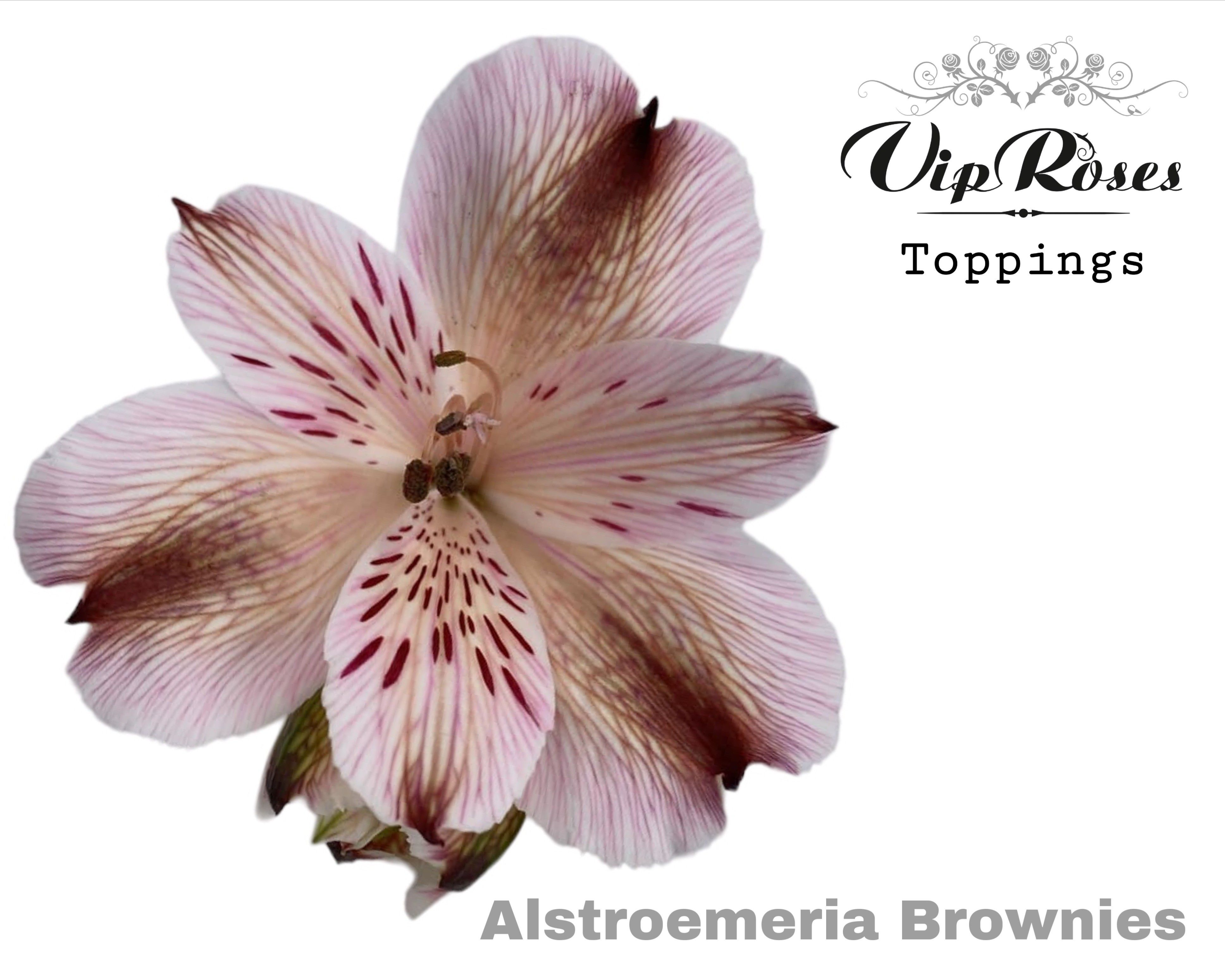 Срезанные цветы оптом Alstroemeria paint brownies от 50шт из Голландии с доставкой по России