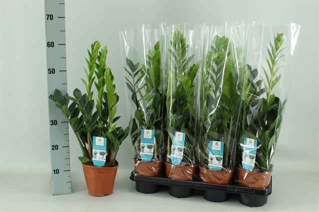 Горшечные цветы и растения оптом Zamioculcas Zamiifolia от 7шт из Голландии с доставкой по России