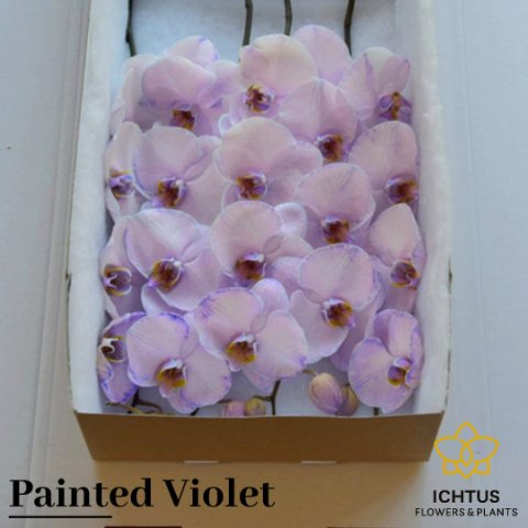 Срезанные цветы оптом Phalaenopsis paint violet (flower) от 25шт из Голландии с доставкой по России