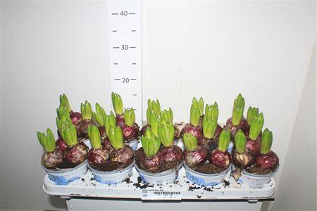 Горшечные цветы и растения оптом Hyacin Delft Blue 3pp от 10шт из Голландии с доставкой по России