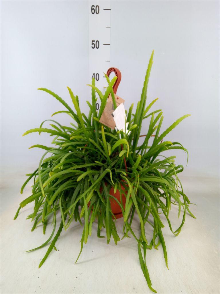 Горшечные цветы и растения оптом Lepismium Bolivianum от 1шт из Голландии с доставкой по России