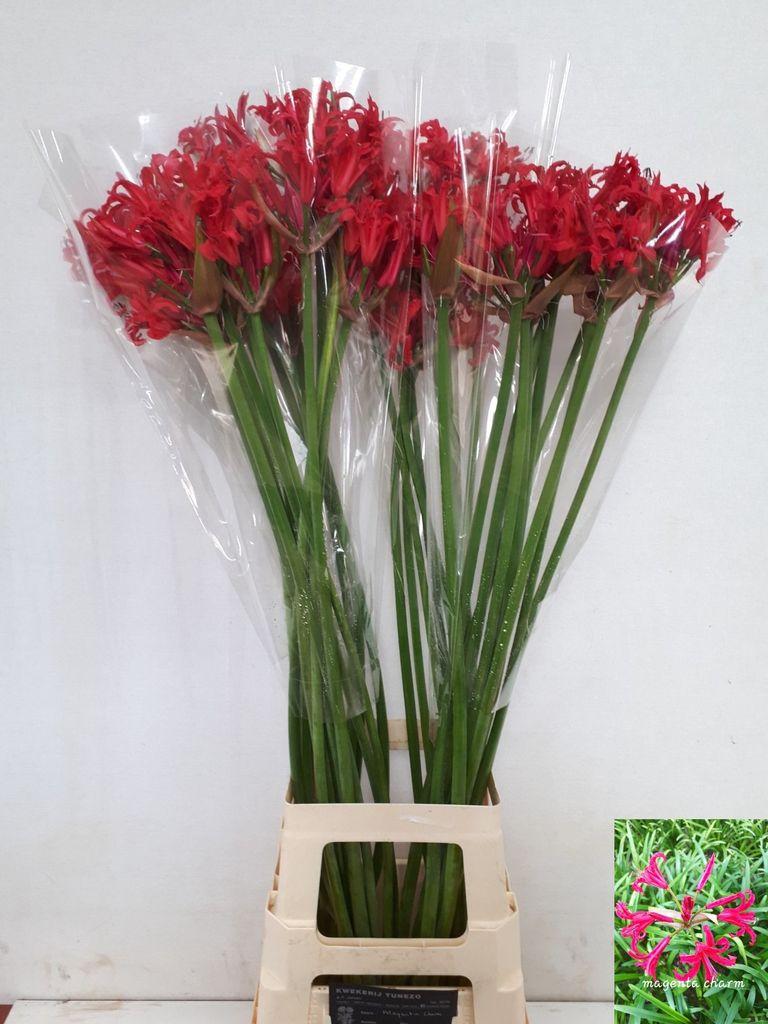Срезанные цветы оптом Nerine elegance magenta charm от 40шт из Голландии с доставкой по России