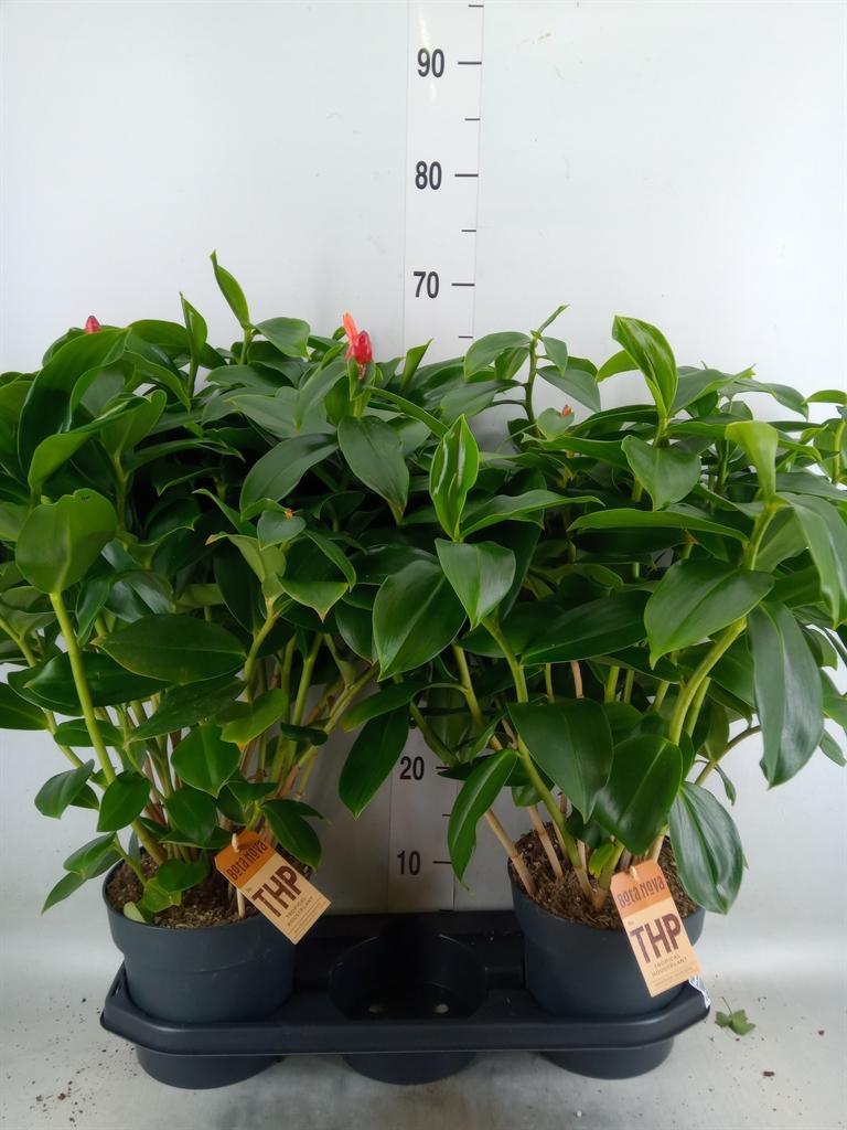 Горшечные цветы и растения оптом Planten   ...green L% от 2шт из Голландии с доставкой по России