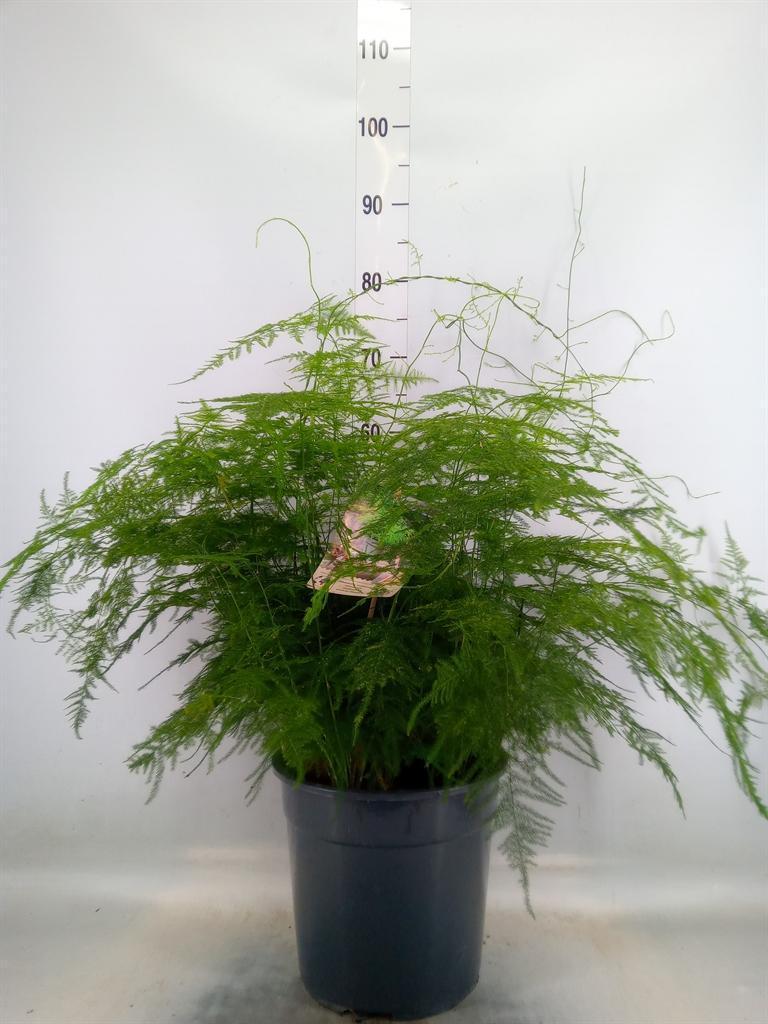 Горшечные цветы и растения оптом Asparagus Setaceus от 1шт из Голландии с доставкой по России