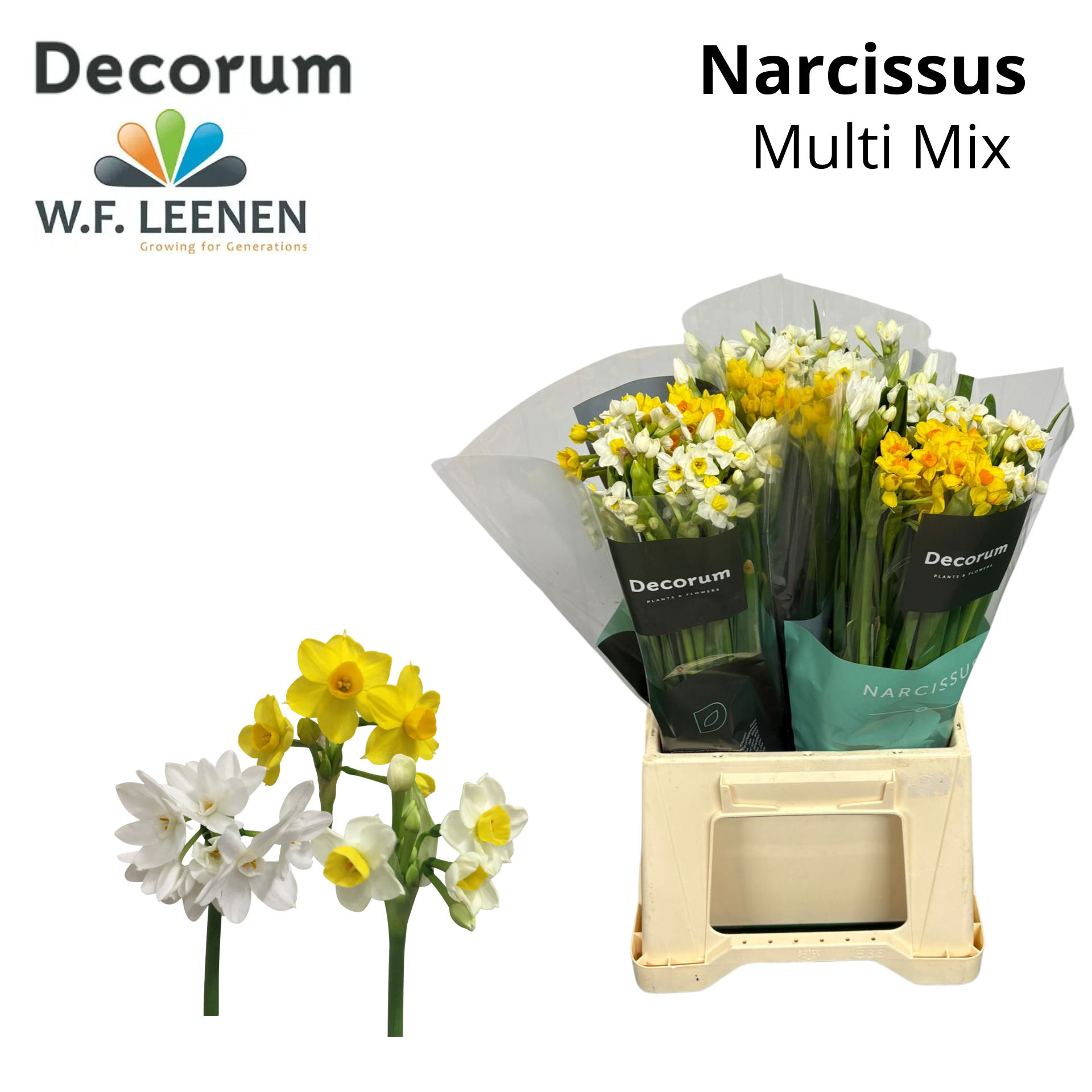 Срезанные цветы оптом Narcissus mix in bucket от 90шт из Голландии с доставкой по России