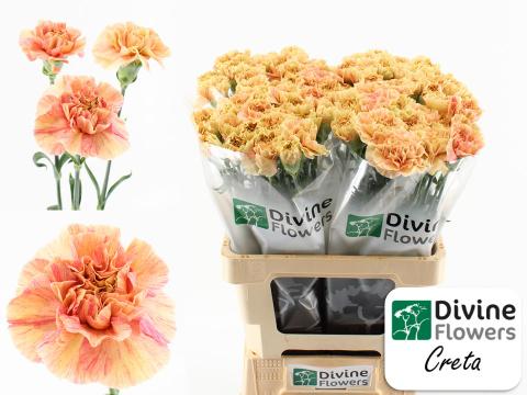 Срезанные цветы оптом Dianthus st creta от 80шт из Голландии с доставкой по России