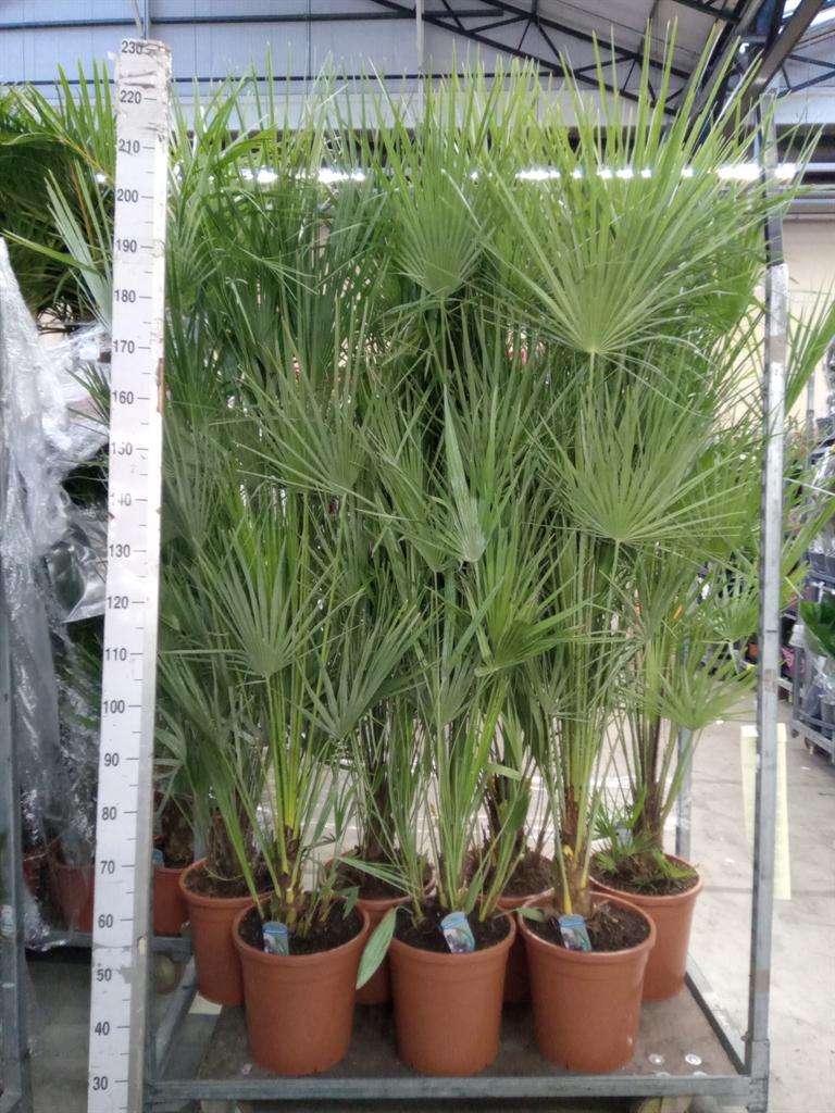 Горшечные цветы и растения оптом Chamaerops Humilis от 1шт из Голландии с доставкой по России