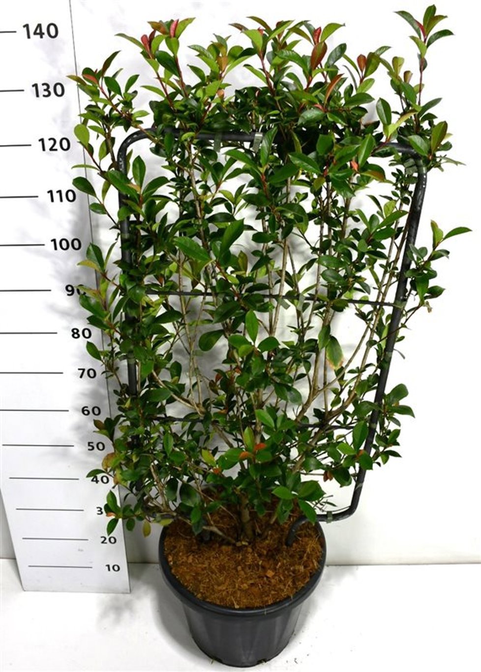 Горшечные цветы и растения оптом Photinia Fraseri Carré Rouge от 1шт из Голландии с доставкой по России