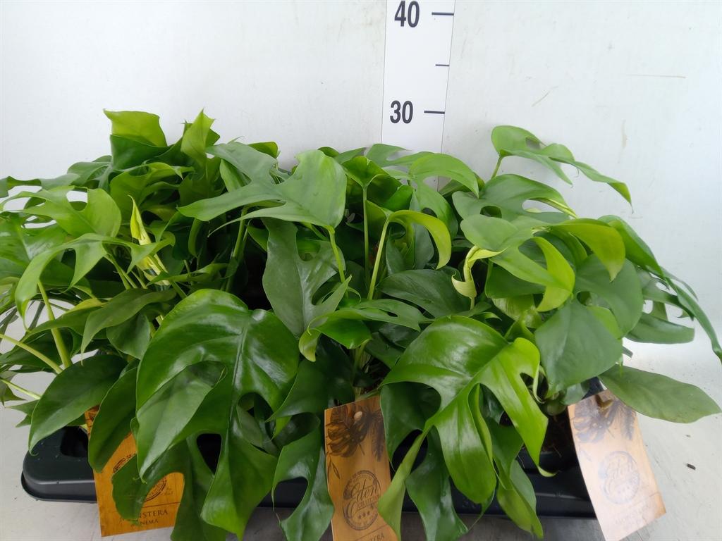 Горшечные цветы и растения оптом Monstera   ... от 6шт из Голландии с доставкой по России