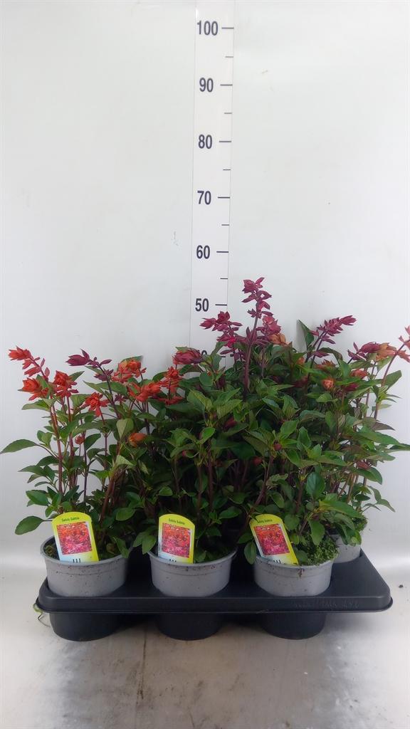 Горшечные цветы и растения оптом Salvia   ... от 6шт из Голландии с доставкой по России