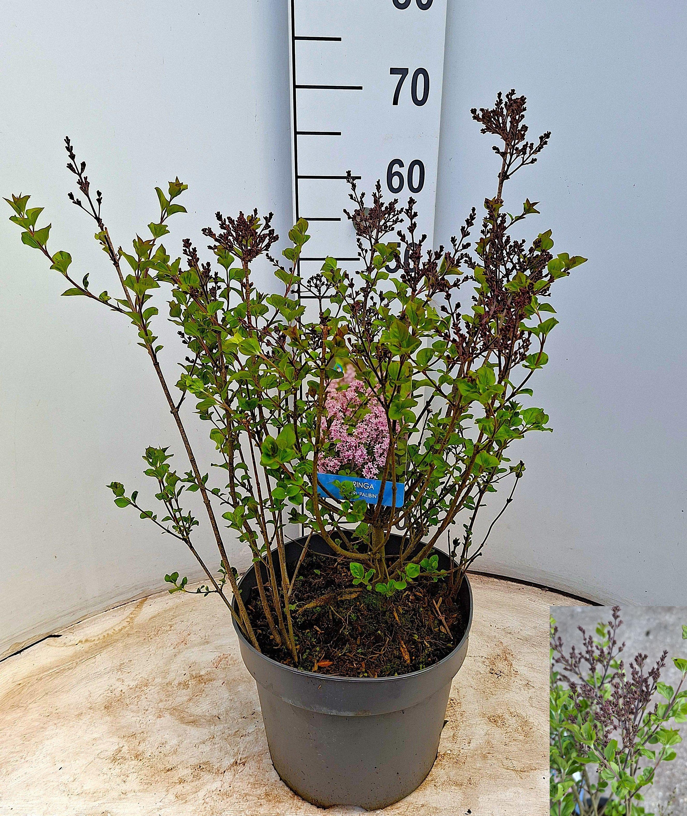 Горшечные цветы и растения оптом Syri Mey Palibin от 1шт из Голландии с доставкой по России