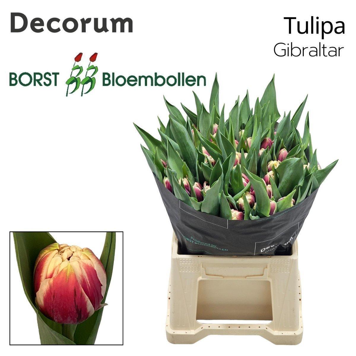 Срезанные цветы оптом Tulipa do gibraltar от 50шт из Голландии с доставкой по России