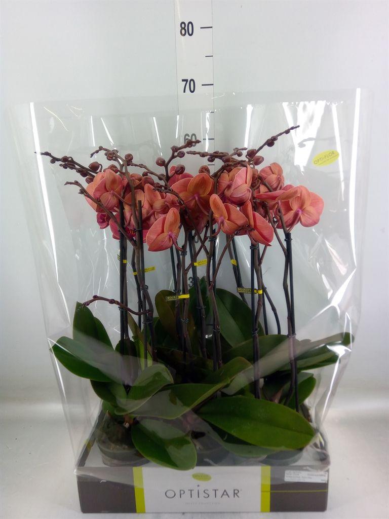 Горшечные цветы и растения оптом Phalaenopsis   ...orange от 6шт из Голландии с доставкой по России
