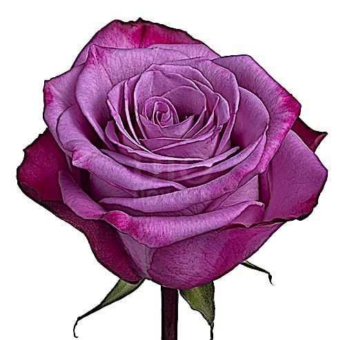 Розы оптом MOODY BLUES из Эквадора с доставкой по России