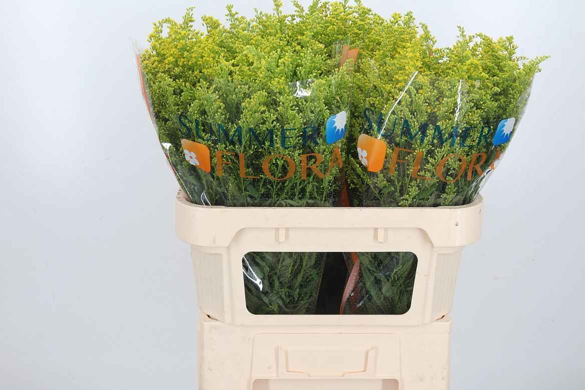 Срезанные цветы оптом Solidago tara от 100шт из Голландии с доставкой по России