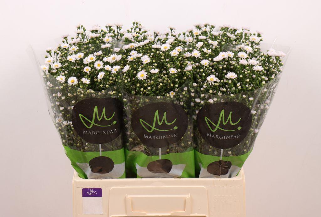 Срезанные цветы оптом Aster teeny tiny white от 125шт из Голландии с доставкой по России