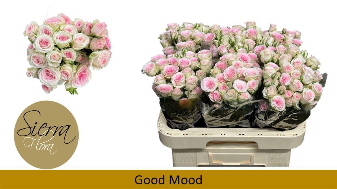 Срезанные цветы оптом Rosa spray good mood от 30шт из Голландии с доставкой по России