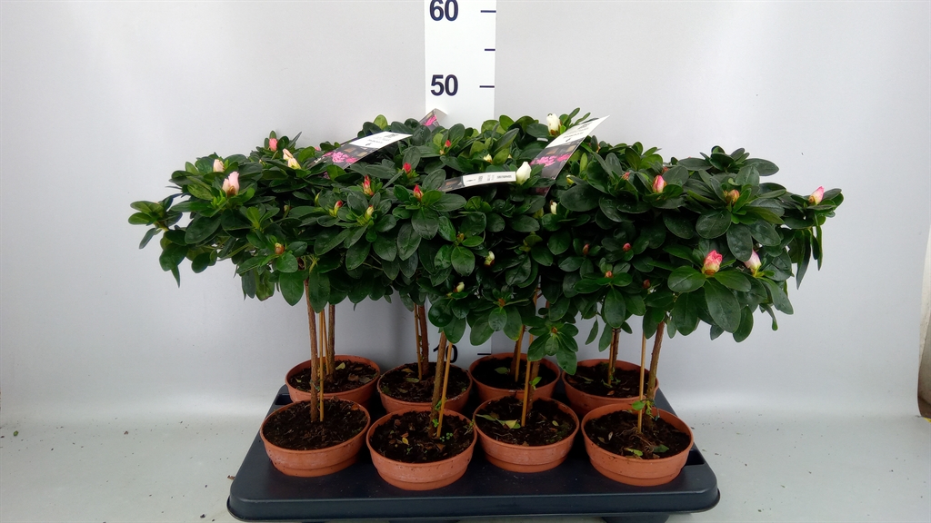 Горшечные цветы и растения оптом Rhododendron Sim. ...mix от 8шт из Голландии с доставкой по России