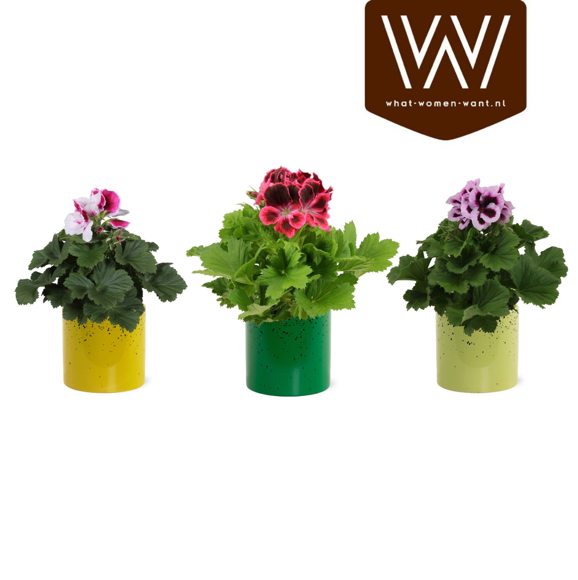 Горшечные цветы и растения оптом Pel Gr Ov от 6шт из Голландии с доставкой по России