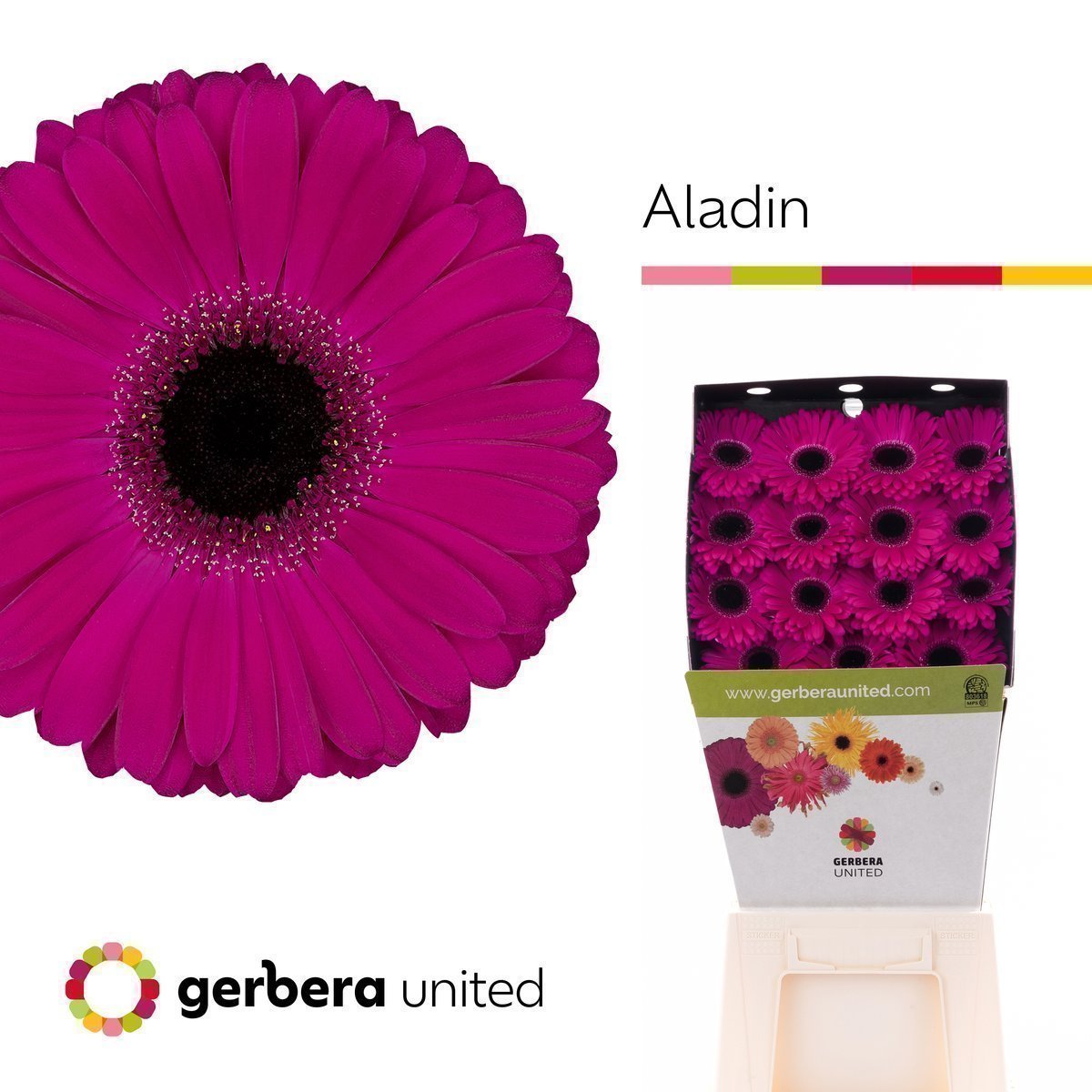 Срезанные цветы оптом Gerbera diamond aladin от 45шт из Голландии с доставкой по России