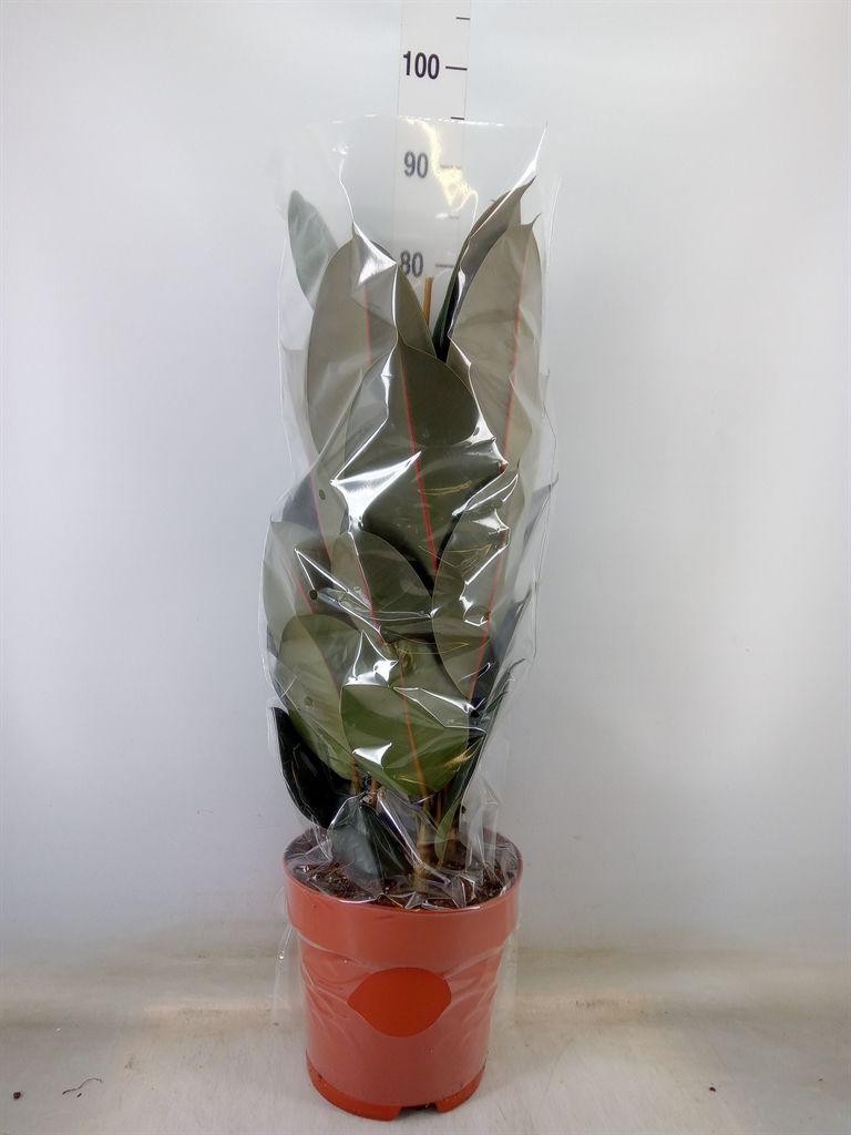 Горшечные цветы и растения оптом Ficus El Abidjan 3pp от 1шт из Голландии с доставкой по России