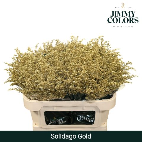 Срезанные цветы оптом Solidago paint gold от 100шт из Голландии с доставкой по России